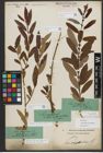 Foto von Salix triandra subsp. amygdalina (L.) Schübl. & G. Martens